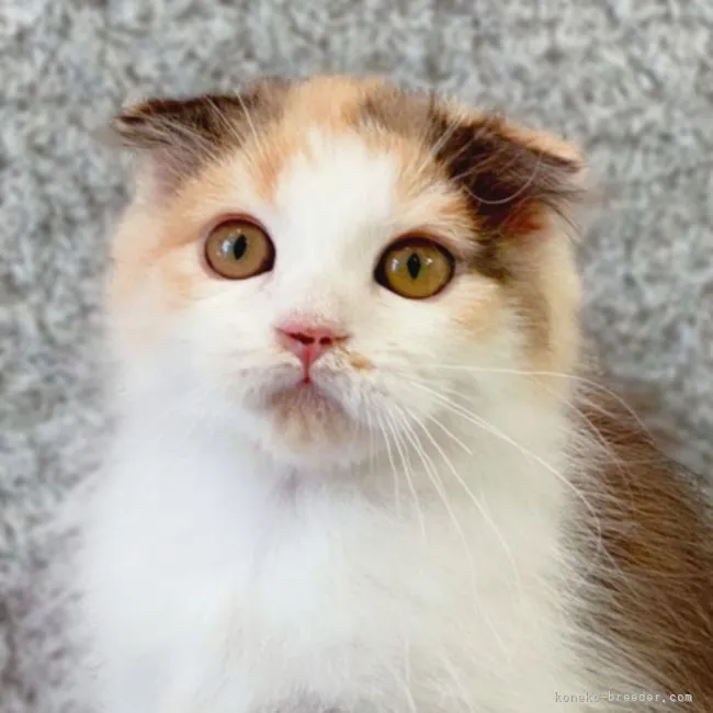 ID:2102-01185の子猫