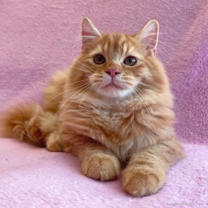 ID:2306-02124の子猫