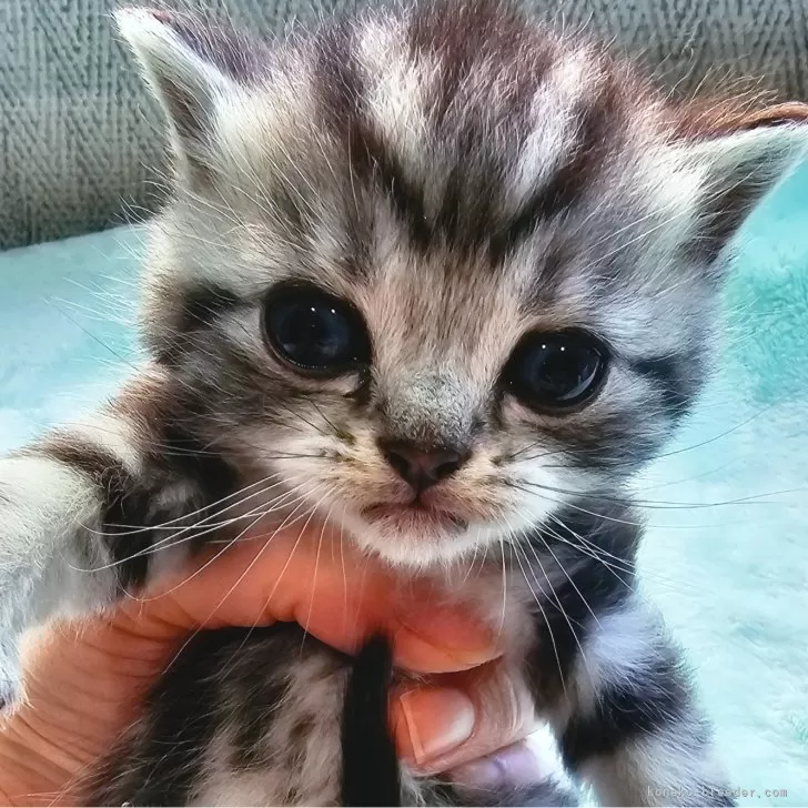ID:2402-00643の子猫