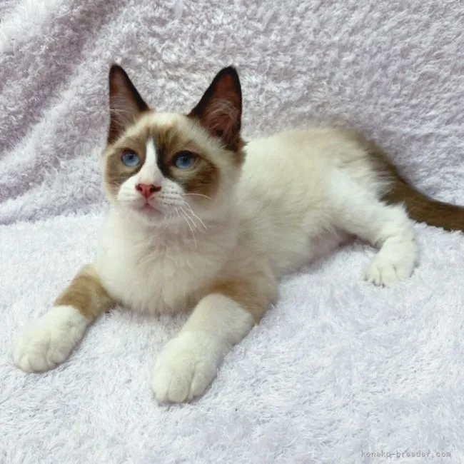 ID：2201-00302の子猫