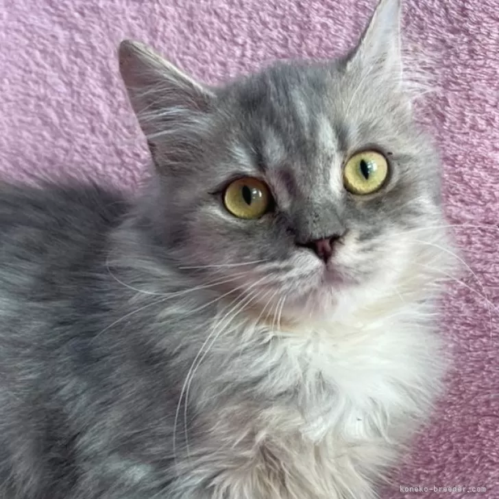 ID:2411-01626の子猫