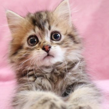 サイベリアン【神奈川県・女の子・2025年2月22日・ブラウンタビー&ホワイト】の写真「大きな瞳が魅力的な女の子♪」