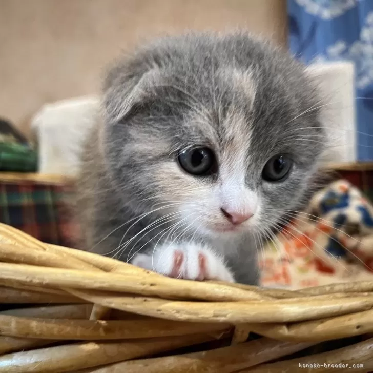 ID:2407-00295の子猫