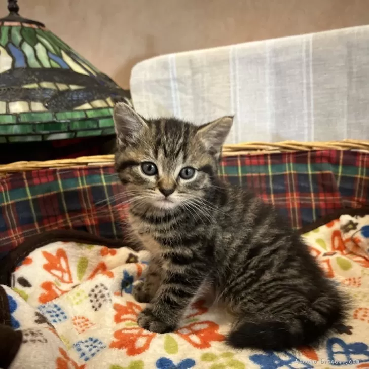 ID:2407-00260の子猫