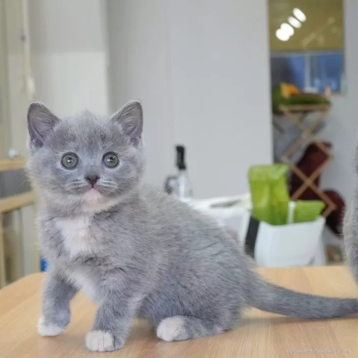 ID:2405-01506の子猫