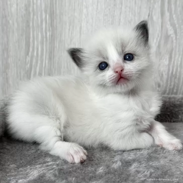 ID：2410-03013の子猫