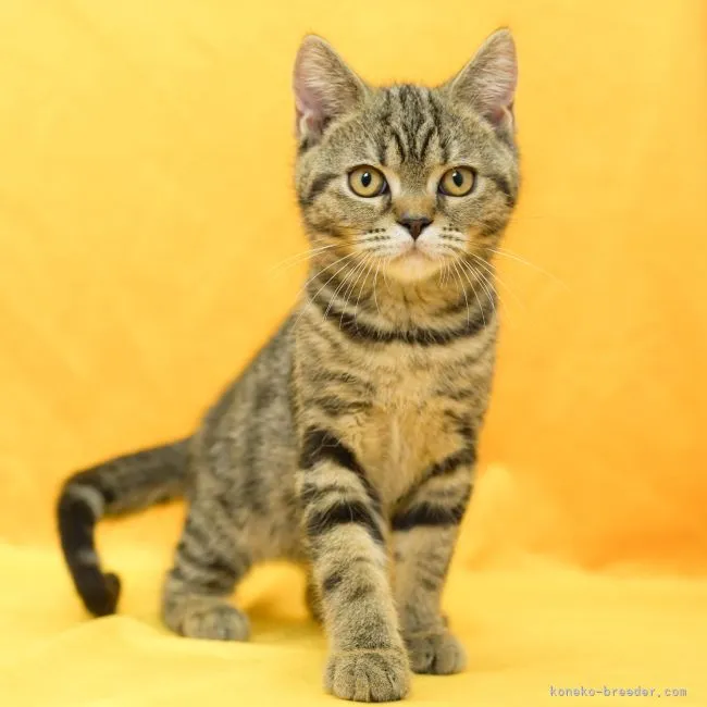ID:2206-00545の子猫