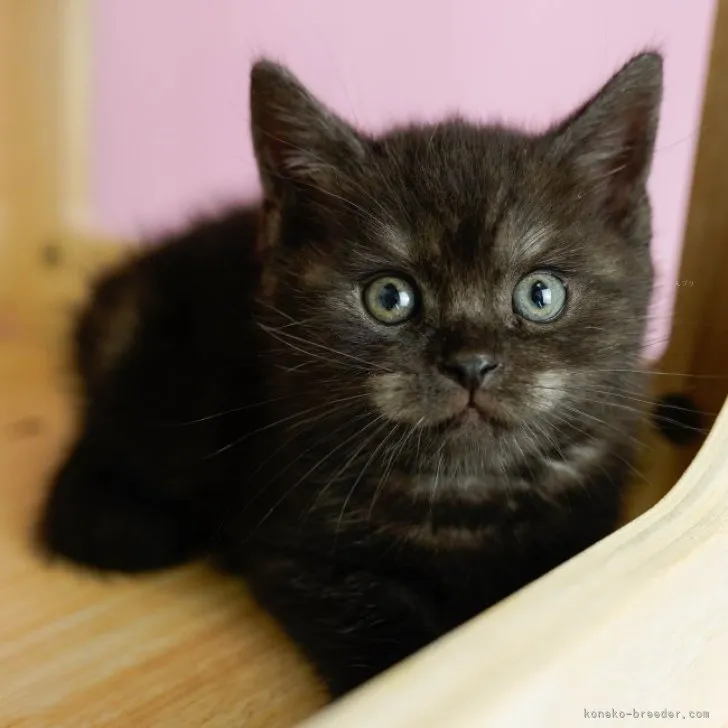 ID:2309-00754の子猫