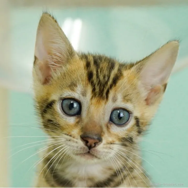 ID:2305-02758の子猫