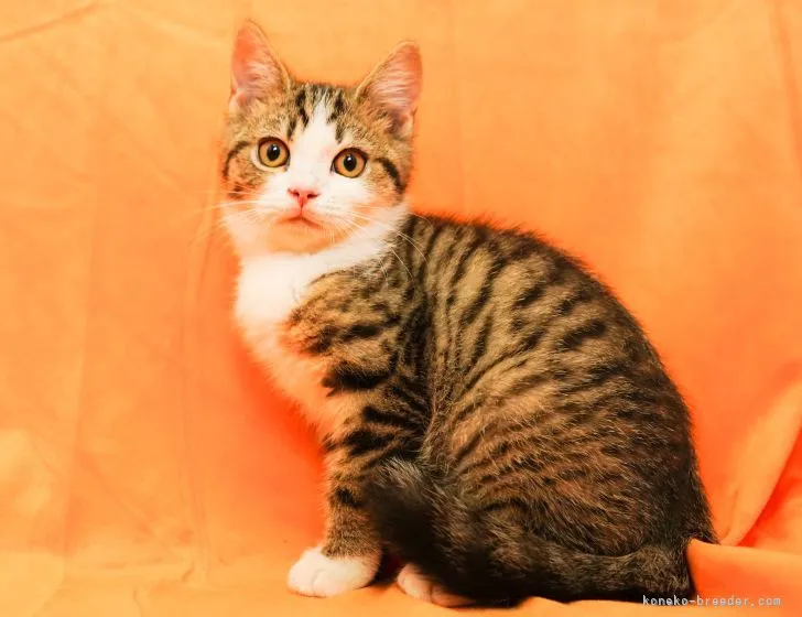 ID:2205-02396の子猫