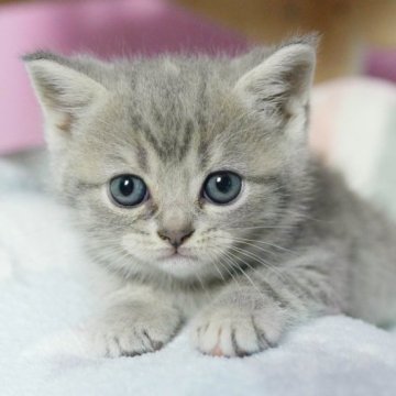 マンチカン(長足)【千葉県・女の子・2023年2月20日・ブルータビー】の写真「遊ぶことが大好きな元気ガール♪」