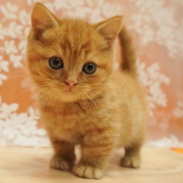 マンチカン(短足)【千葉県・男の子・2023年12月9日・レッドタビー】の写真「好奇心旺盛で元気いっぱい男の子！」