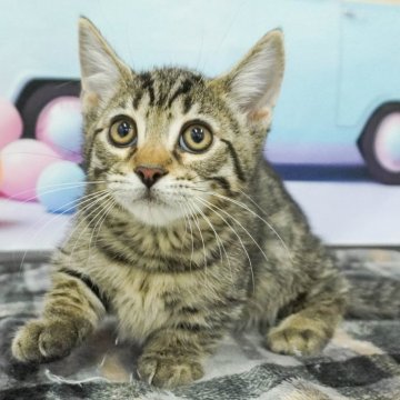 ジェネッタ【千葉県・男の子・2024年3月13日・ブラウンタビー】の写真「6/6最新の写真更新🐱💕可愛く成長しています！」