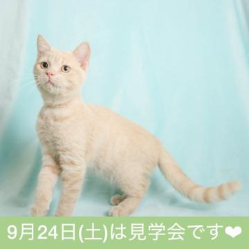 マンチカン(長足)【千葉県・男の子・2022年4月13日・クリームタビー（短毛）】の写真「好奇心旺盛☆な男の子！」