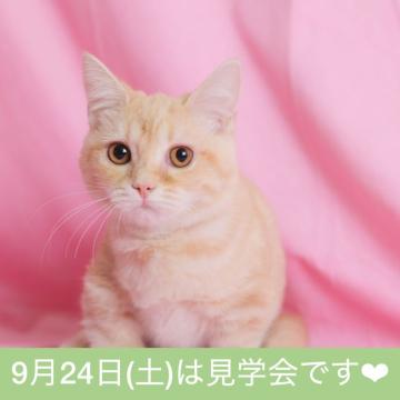 マンチカン(短足)【千葉県・女の子・2022年4月14日・クリームタビー（短毛）】の写真「おっとりとした女の子♪」