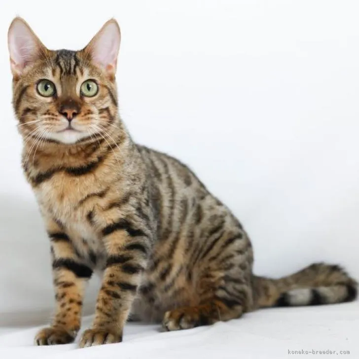 ID:2210-00591の子猫