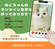 マンチカン(短足)【千葉県・男の子・2025年1月12日・レッドタビー】の写真3「自宅から気軽に🏠オンライン見学できます📱✨」