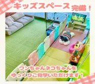 ミヌエット(短足)【千葉県・女の子・2025年2月23日・ブラウンパッチドタビー&ホワイト】の写真11「【キッズスペース完備👶🧸】小さなお子さま連れでも安心♪ご家族でお気軽に見学にお越しください✨」