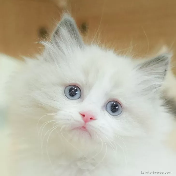 ID:2502-01198の子猫