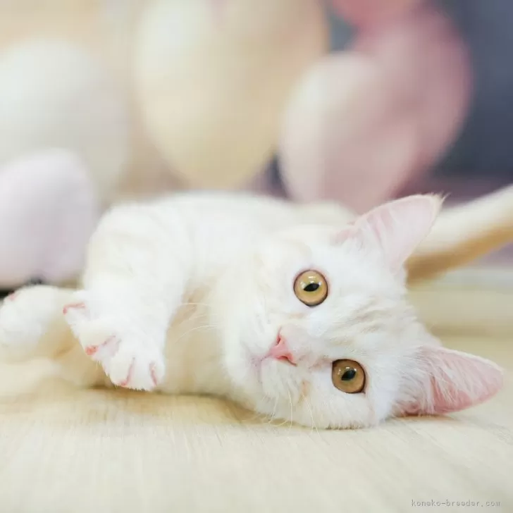 ID:2503-02577の子猫