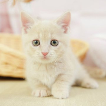 マンチカン(短足)【千葉県・男の子・2025年1月12日・クリームタビー】の写真「総額表示！！全て込みの価格です🐱」