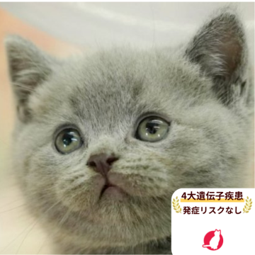 ブリティッシュショートヘア【千葉県・男の子・2025年9月13日・ブルー】の写真「4大遺伝子検査実施済み🌈🐈」