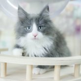 ノルウェージャンフォレストキャット
