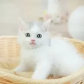 マンチカン(短足)【千葉県・男の子・2025年2月2日・ブルー&ホワイト】の写真2「🐱複数頭の見学も可能🐱きょうだいや他のネコちゃんも見れます」
