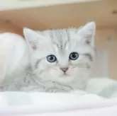 ミヌエット(長足)【千葉県・男の子・2025年2月4日・シルバータビー】の写真2「🐱複数頭の見学も可能🐱きょうだいや他のネコちゃんも見れます」