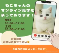 マンチカン(短足)【千葉県・男の子・2025年2月2日・ブラウンタビー】の写真4「自宅から気軽に🏠オンライン見学できます📱✨」