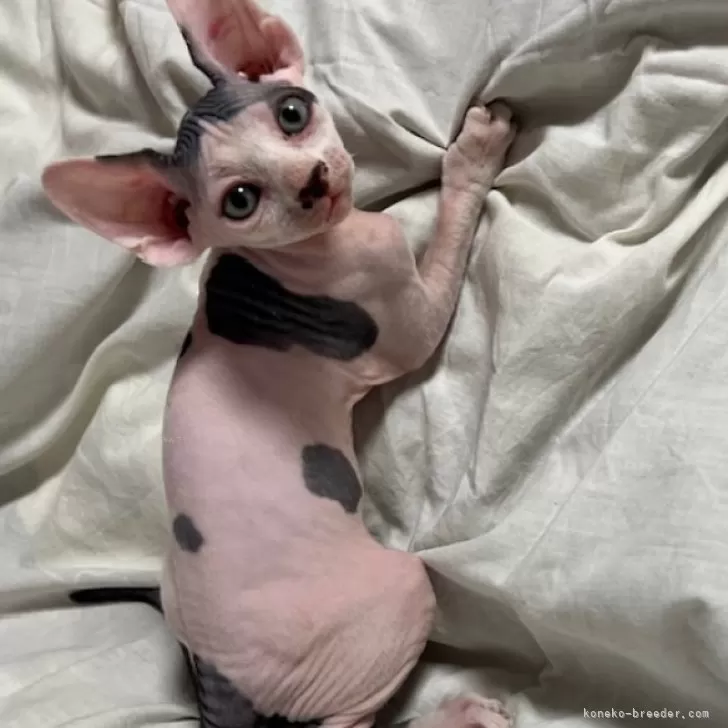 ID:2409-01084の子猫