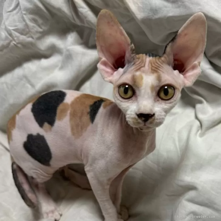 ID:2409-01082の子猫