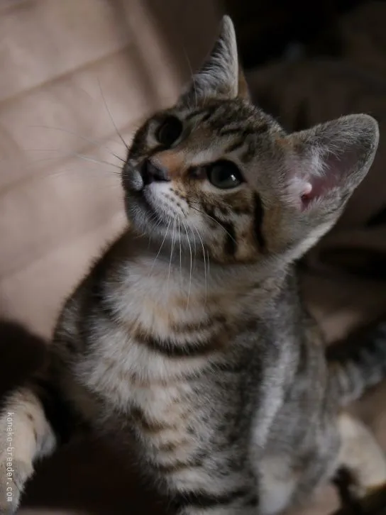 のり 様のお迎えした子猫