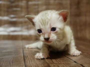 ベンガル【埼玉県・男の子・2018年11月6日・シールミンクスポッテッドタビー】の写真「よちよち歩きの白王子」