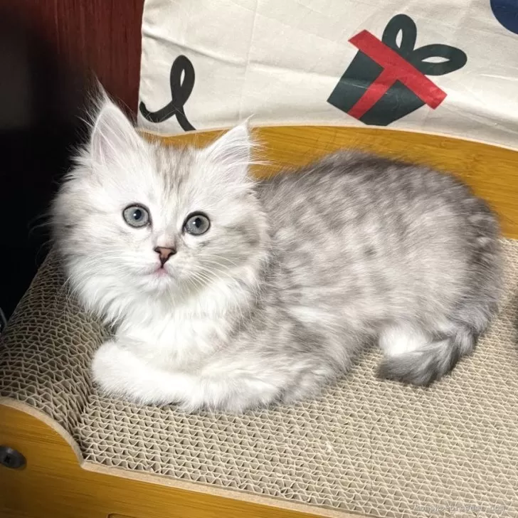 ID:2412-00154の子猫