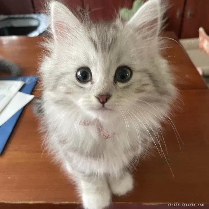 ID:2405-01023の子猫