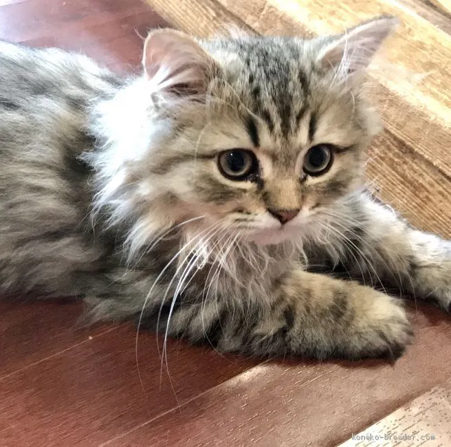 ID:2006-01786の子猫