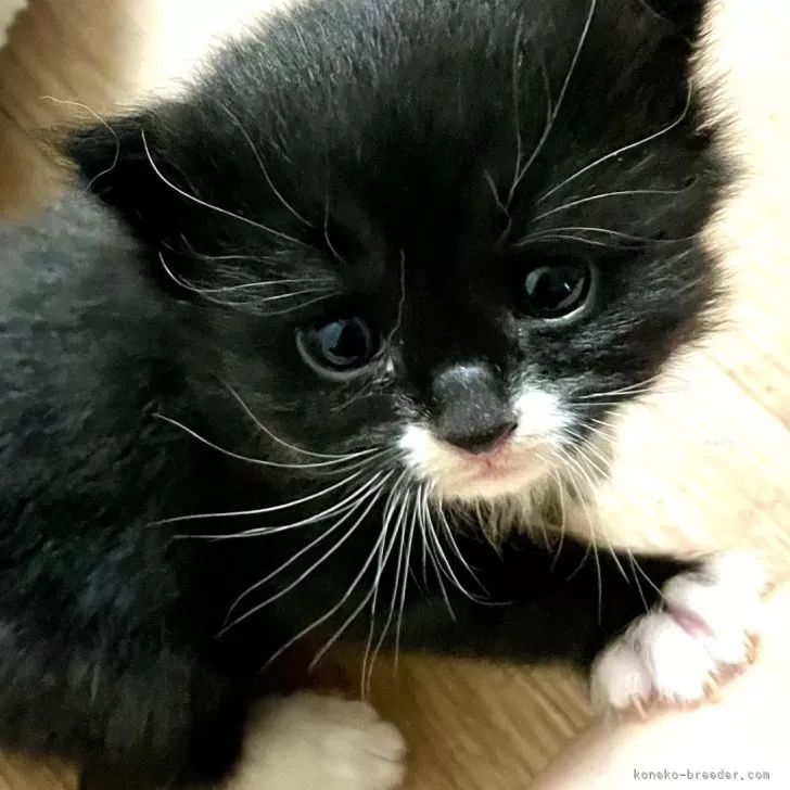 ID:2405-02439の子猫