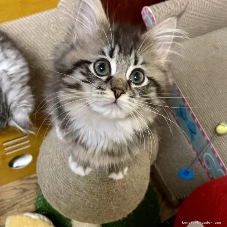 ID：2412-00143の子猫