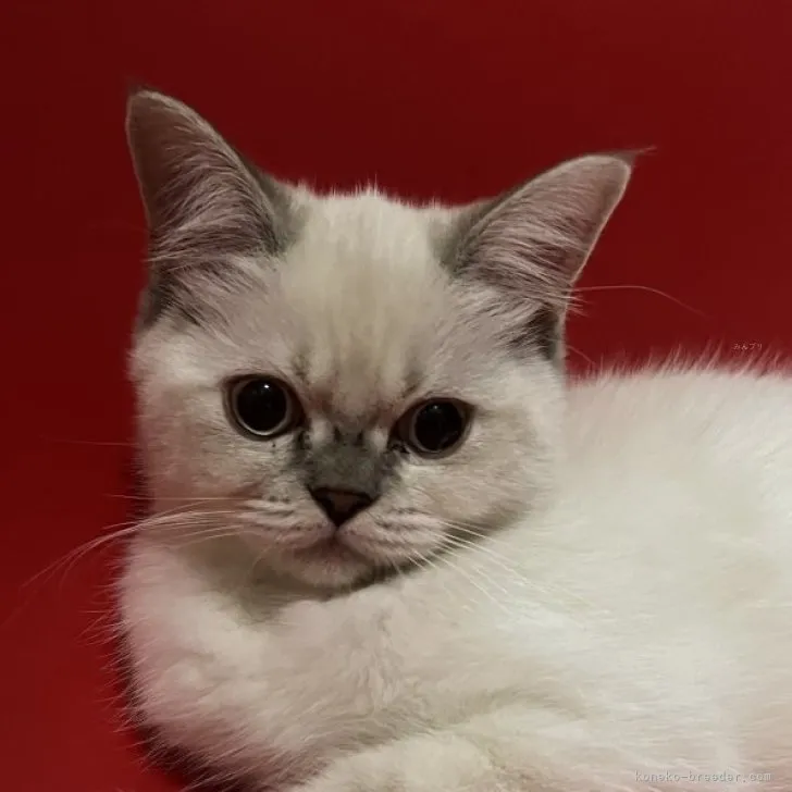 ID:2307-01422の子猫