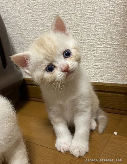 ID:2106-00556の子猫