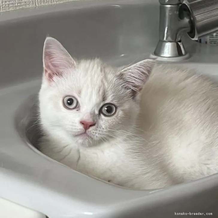 ID:2205-02996の子猫