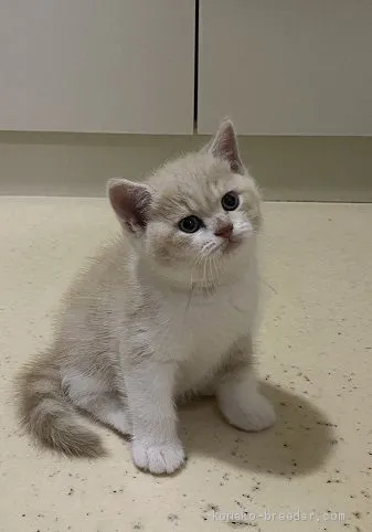 ID:2009-02077の子猫