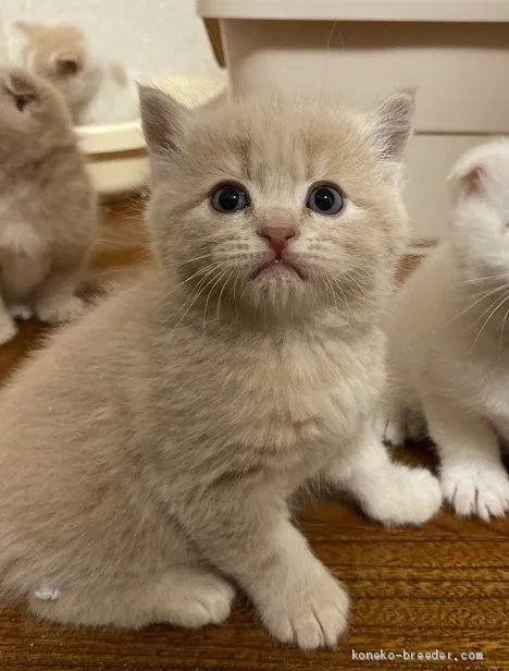 ID:1911-01777の子猫