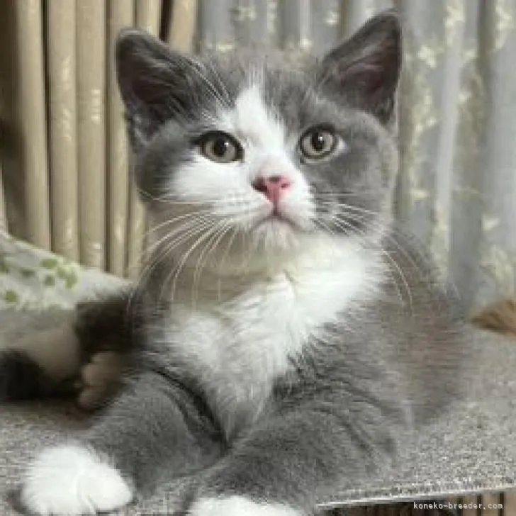 ID:2207-03194の子猫