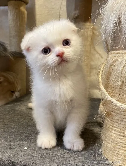 ID：1911-01772の子猫