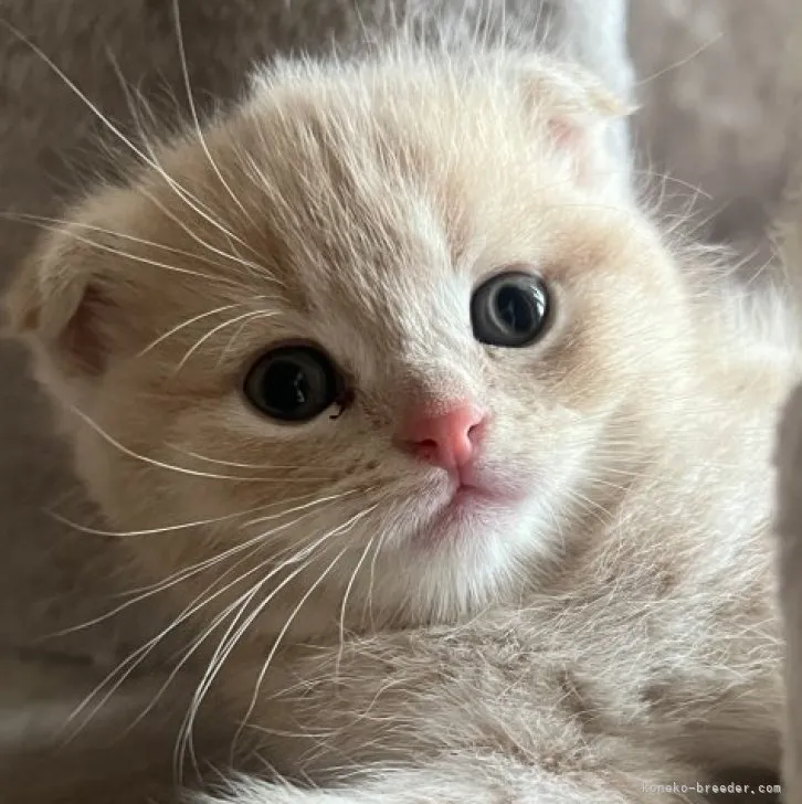ID:2307-01421の子猫