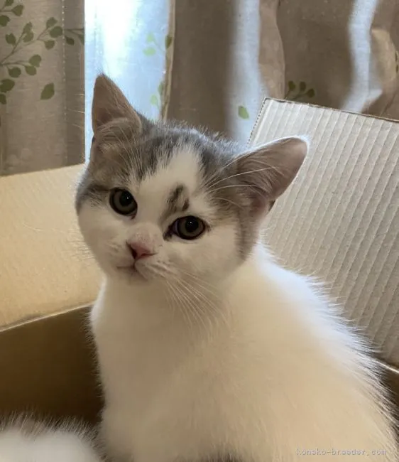 ID：2110-01192の子猫