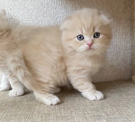 ID：2011-00860の子猫