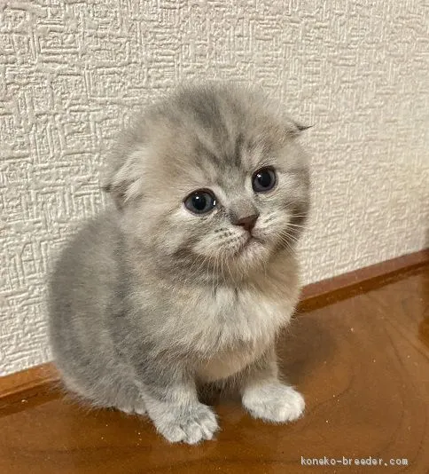 ID:1911-01778の子猫